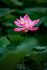 Fototapeta premium Lotus flowers of various shapes and colors