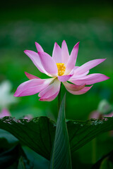 Fototapeta premium Lotus flowers of various shapes and colors