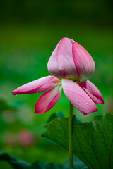 Fototapeta premium Lotus flowers of various shapes and colors