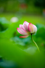 Obraz premium Lotus flowers of various shapes and colors