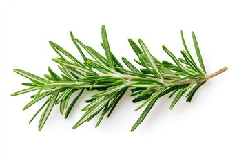Fototapeta premium Lush green rosemary sprig with healthy leaves on a bright background ideal for culinary use : Generative AI