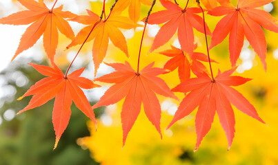 Vibrant orange and yellow autumn maple leaves against a blurred background. Perfect for seasonal designs, fall themes, and nature-inspired projects.