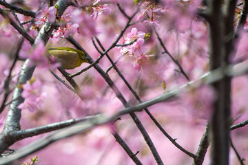 寒桜の蜜を狙うメジロ
