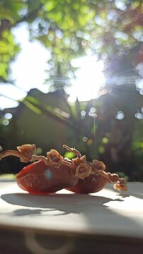 the dates fruit ready to eat