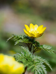 日本の早春の原に咲くフクジュソウ