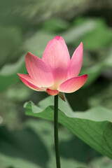 Lotus flowers of various shapes and colors