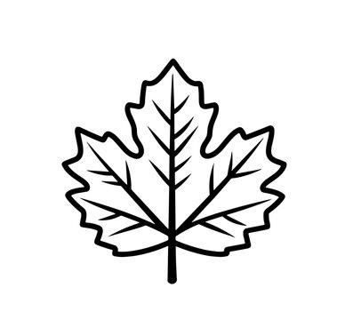 Black and White Maple Leaf Line Art Icon