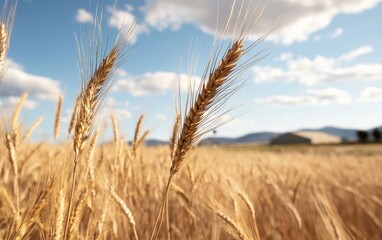 Fototapeta premium Golden Wheat Field Under Blue Sky Close Up