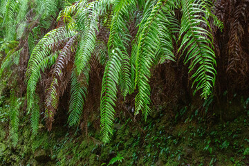 奄美大島の自然、清流