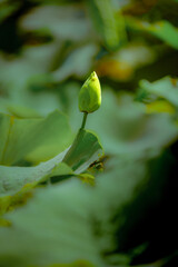 Fototapeta premium Lotus flowers of various shapes and colors