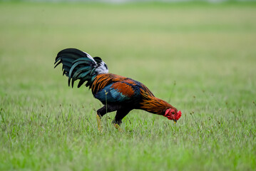 Roster, ayang mencari makan