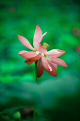 Fototapeta premium Lotus flowers of various shapes and colors