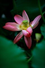 Fototapeta premium Lotus flowers of various shapes and colors