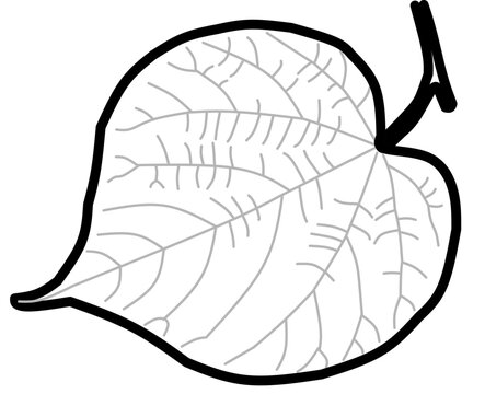 Vector illustration of leaf on white background. Black and White for coloring. Education and school kids coloring page