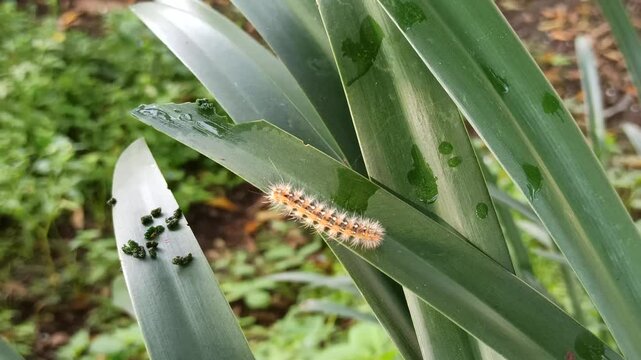 caterpillar on leaves