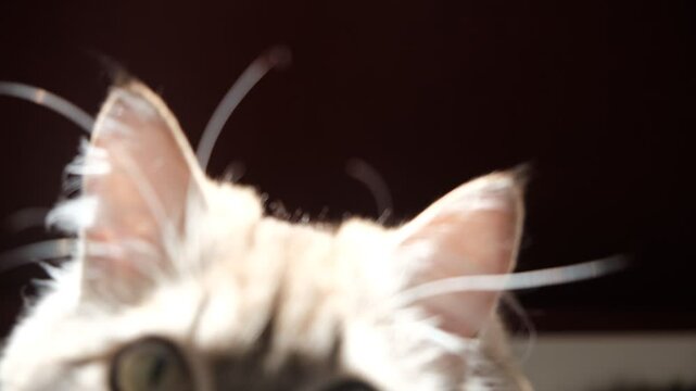 A wary cat carefully watches something, starring with intense. Close up.  Cute cat goes on attack. Animal Behavior