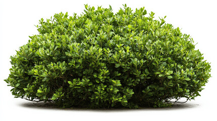 Fototapeta premium Green shrubs