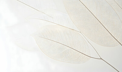 Delicate skeleton leaves on white background, intricate detail, nature's artistry, minimalist design, botanical texture, elegant, airy, light and shadow.
