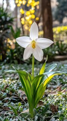 Obraz premium White Orchid Flower Closeup Nature Photography