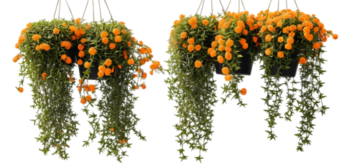 Real hanging bushes flowers orange plant on PNG Image