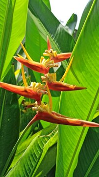 Heliconia latispatha