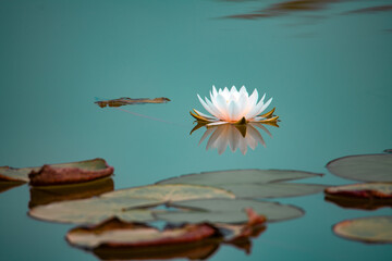 Lotus flowers of various shapes and colors