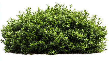 Fototapeta premium Green shrubs