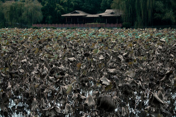 Lotus flowers of various shapes and colors