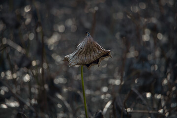 Lotus flowers of various shapes and colors