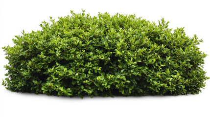 Obraz premium Green shrubs