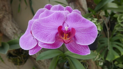 taking an angle from above for a cluster of bright purple moon orchids growing during the day