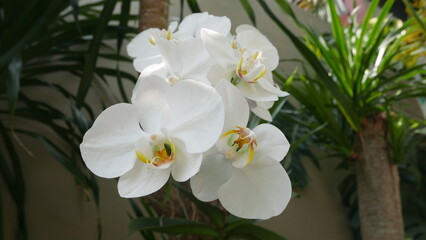 white orchid flower charming, can used for cover magazine