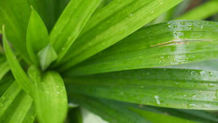 pandan leaves after being watered by rain. grow well on sunny days. Can used for marketing concept