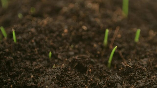 Time lapse of the wonder of small plants sprouting and growing from rich soil.