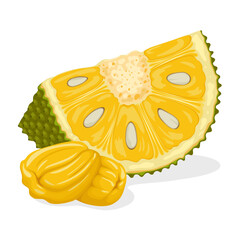 Illustration of ripe jackfruit slices, with peeled jackfruit, isolated on white background.