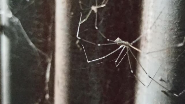 Latreillia elegans in the yard