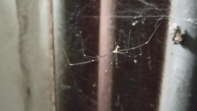 Latreillia elegans in the yard