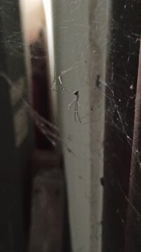 Latreillia elegans in the yard