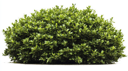 Naklejka premium Green shrubs
