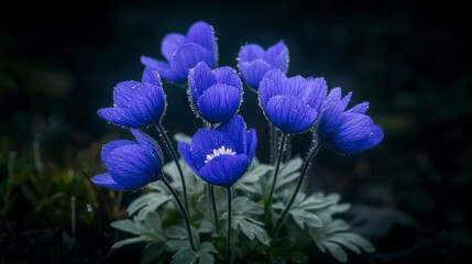 Vibrant Blue Flowers  Dew Drops  Nature Photography  Closeup