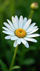 Fototapeta premium Dew-kissed daisy petals, vibrant yellow center, beauty, drops