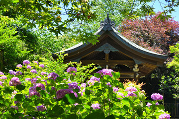 本土寺　美しい紫陽花（あじさい,アジサイ）コピースペースあり　背景素材　（日本千葉県松戸市）　Hondo-ji Temple （Hondoji Temple)　Beautiful hydrangea, background material, copy space available (Matsudo City, Chiba Prefecture, Japan)
