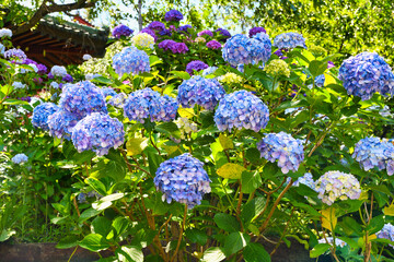 本土寺　美しい紫陽花（あじさい,アジサイ）コピースペースあり（日本千葉県松戸市）　Hondo-ji Temple （Hondoji Temple)　Beautiful hydrangea, copy space available (Matsudo City, Chiba Prefecture, Japan)