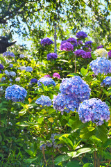 本土寺　美しい紫陽花（あじさい,アジサイ）コピースペースあり（日本千葉県松戸市）　Hondo-ji Temple （Hondoji Temple)　Beautiful hydrangea, copy space available (Matsudo City, Chiba Prefecture, Japan)