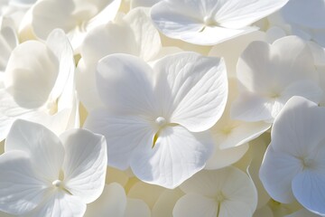Fototapeta premium Delicate White Hydrangea Blooms