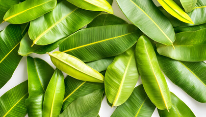 Fototapeta premium Lush green leaves background, vibrant foliage, tropical plant leaves overhead shot. Perfect for nature, wellness, and environmental themes.