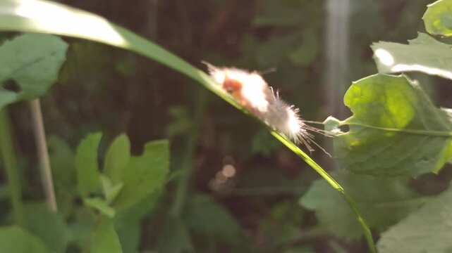 the horrible white caterpillar