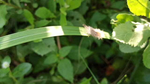 the horrible white caterpillar
