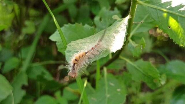 the horrible white caterpillar