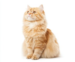 Fluffy Ginger Cat Sitting on White Background